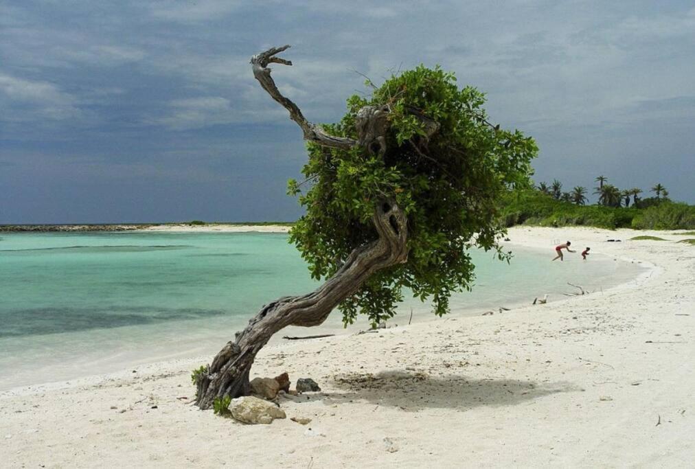 Cozy 1-Bedroom Apartment Minutes Away Drive To Mangel Halto Beach Savaneta Luaran gambar